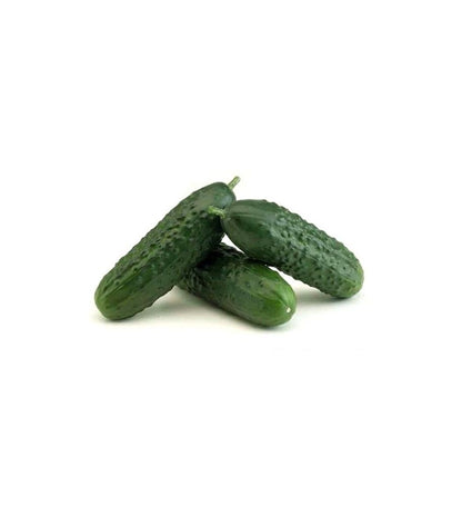 Plantón Pepino Español (10 Unidades)_0
