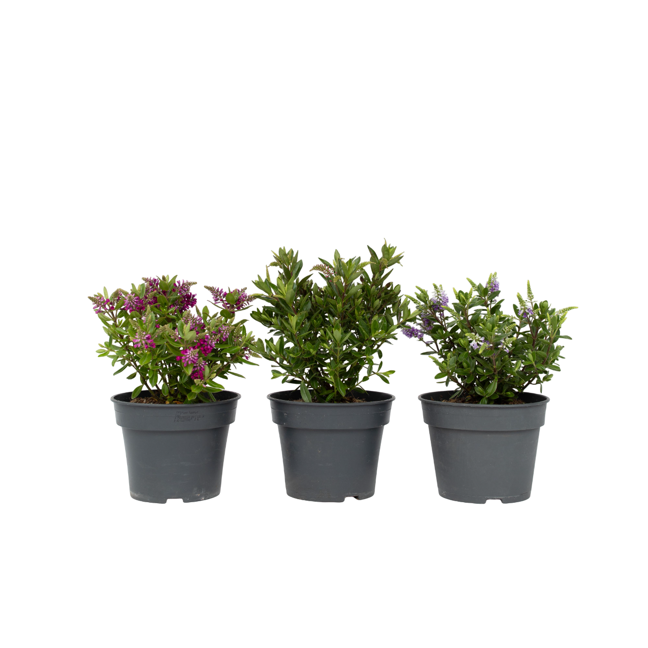 Mezcla De Verónica Arbustiva - 3 Pzs - Hebe - Altura 30-35cm - ⌀13cm_0