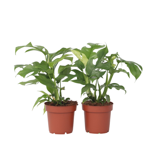 Monstera Mínima - 2 Pzs - Rhaphidophora Tetrasperma - Altura 20-30cm - ⌀12cm_0