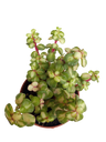 Planta Suculenta Portulacaria Afra Mediopicta Ø5