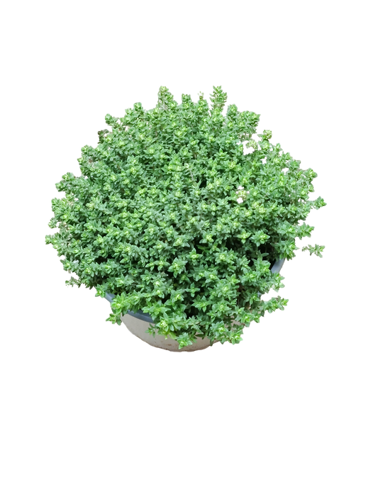 Tomillo Ø12 Planta Aromática Natural Arbusto De Exterior_0