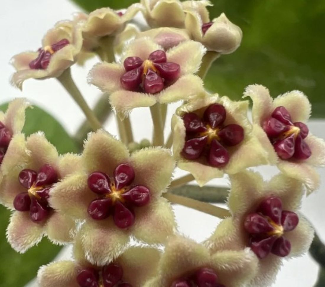 Hoya Kerrii [enredadera] (planta Corazón Enredadera); Planta Con Hojas Acorazonadas; Curiosarium; Diámetro Maceta 12 Cm_3