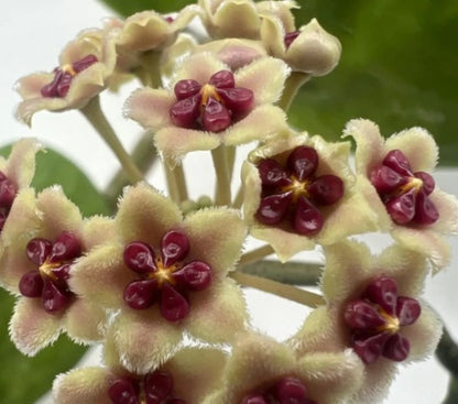 Hoya Kerrii [enredadera] (planta Corazón Enredadera); Planta Con Hojas Acorazonadas; Curiosarium; Diámetro Maceta 12 Cm_3