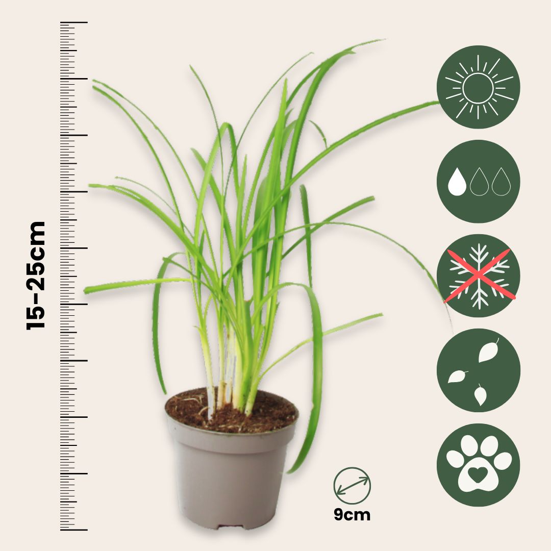 Ajo Silvestre - 3 Pzs - Tulbaghia Violacea - Altura 15-25cm - ⌀9cm_2