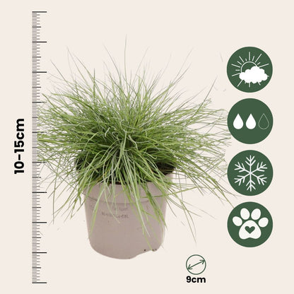Festuca Azul - 18 Pzs - Festuca Glauca 'elijah Blue' - Altura 10-15cm - ⌀9cm_2