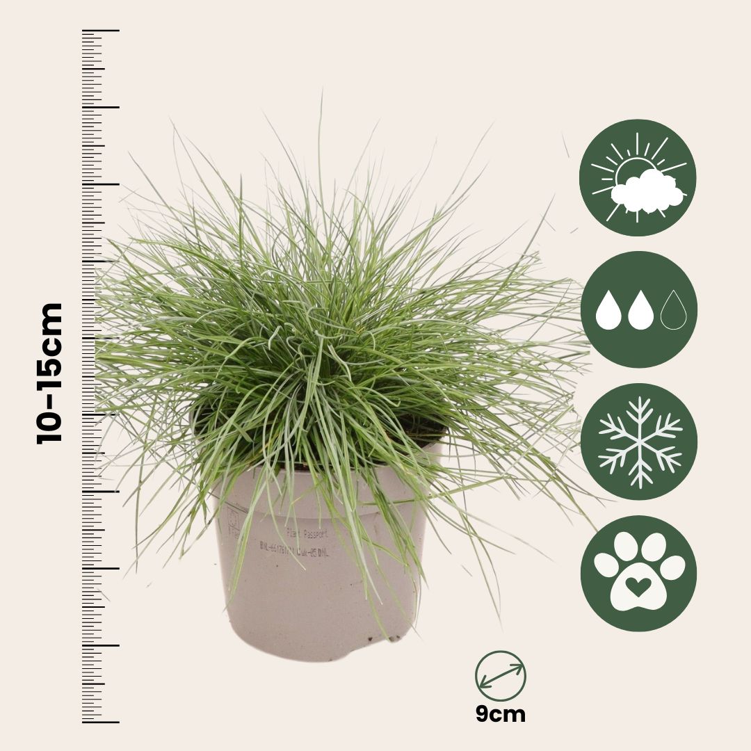 Festuca Azul - 9 Pzs - Festuca Glauca 'elijah Blue' - Altura 10-15cm - ⌀9cm_2