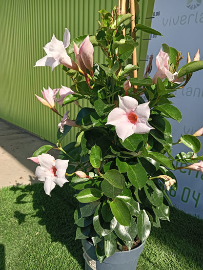 Dipladenia Maceta 60 CM_1