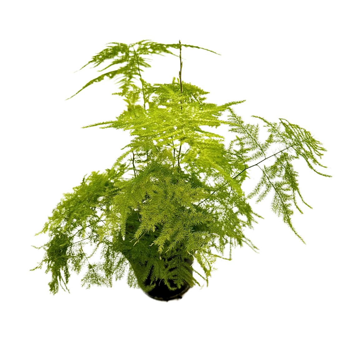Esparraguera Plumosa O Asparagus Plumosus, La Variedad Más Pomposa M12_0