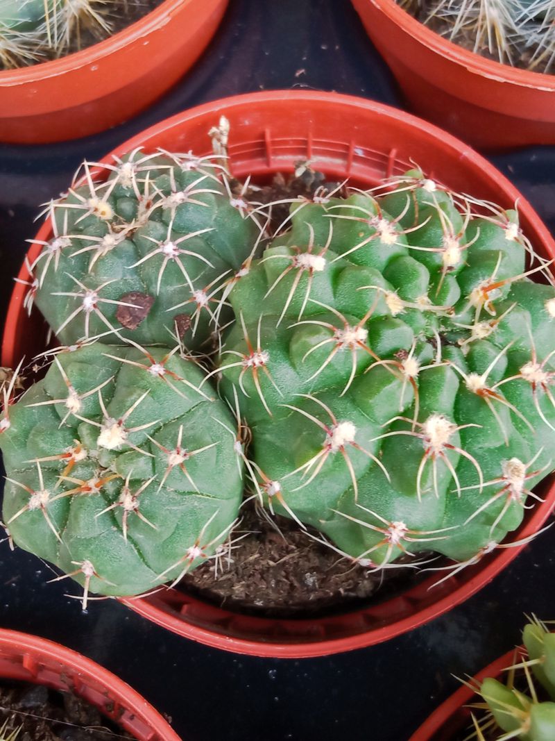 Plantas Suculentas Y Cactus A Elegir Ø5 Cm #ref26_0