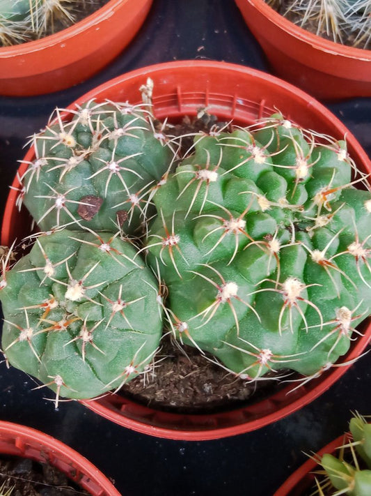 Plantas Suculentas Y Cactus A Elegir Ø5 Cm #ref26_0