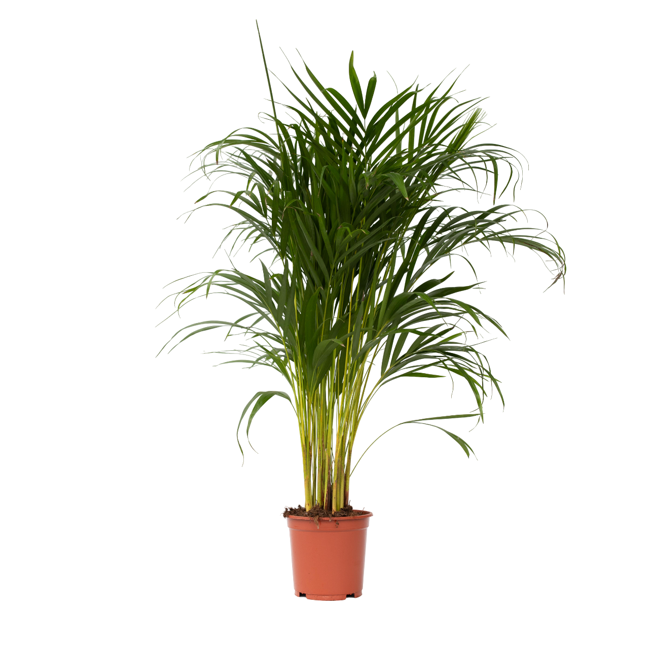 Palma Areca - Dypsis Lutescens - Altura 100-120cm - ⌀21cm_0