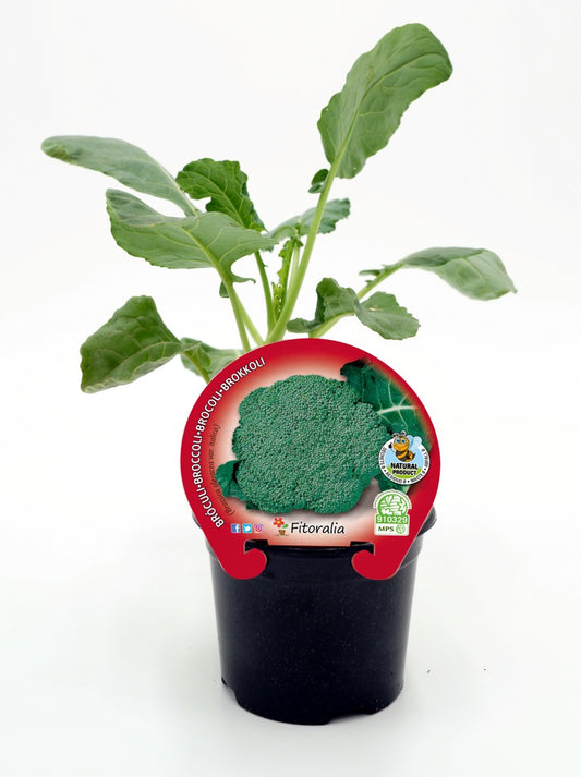 Plantón Brócoli Verde En Maceta 10,5 Cm. Natural - Fitoralia_0
