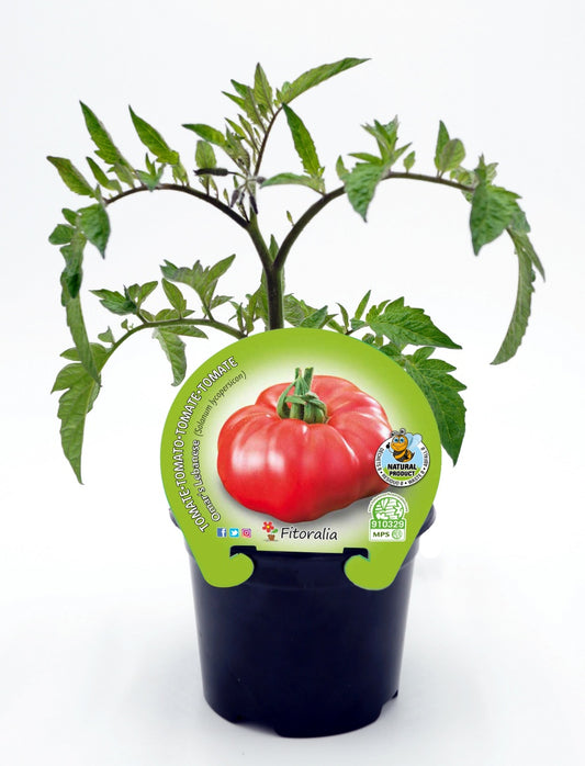 Plantón tomate Omar Lebanese en maceta 10,5 cm. natural - Fitoralia_0
