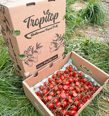 Caja De Tomates Cherry En Rama Tropitop Caja De 2kg_2
