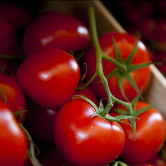 Semillas De Tomate Moneymaker Ecológico_0