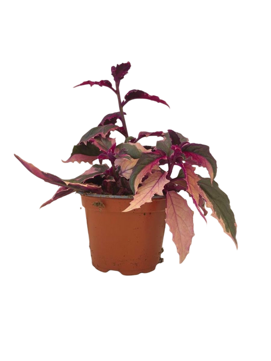 Planta Natural Gynura 'variegata' 1 Ud Ø 7 Alt. 5_0