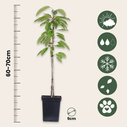 Mezcla De Árboles Frutales - 16 Pzs - Malus Pryus Prunus - A60-70cm - ⌀9cm_2