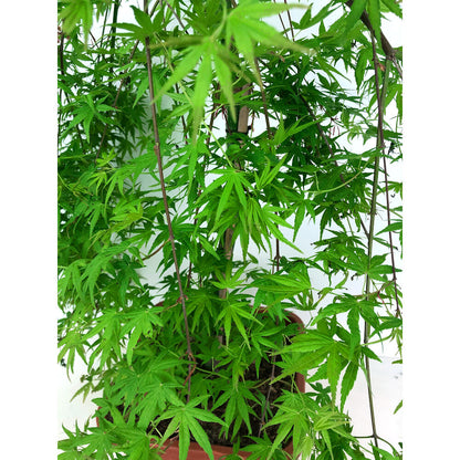 Acer Palmatum M27 130cm_4