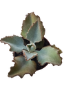 Kalanchoe Beharensis Fang Planta Suculenta Ø13