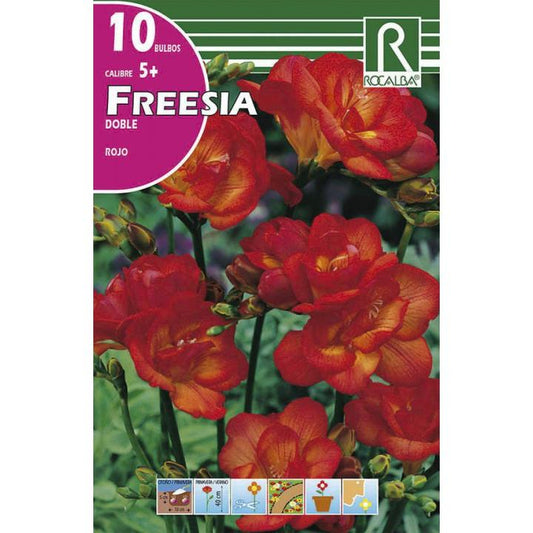 Bolbo duplo de frésia vermelha 10 unidades Rocalba