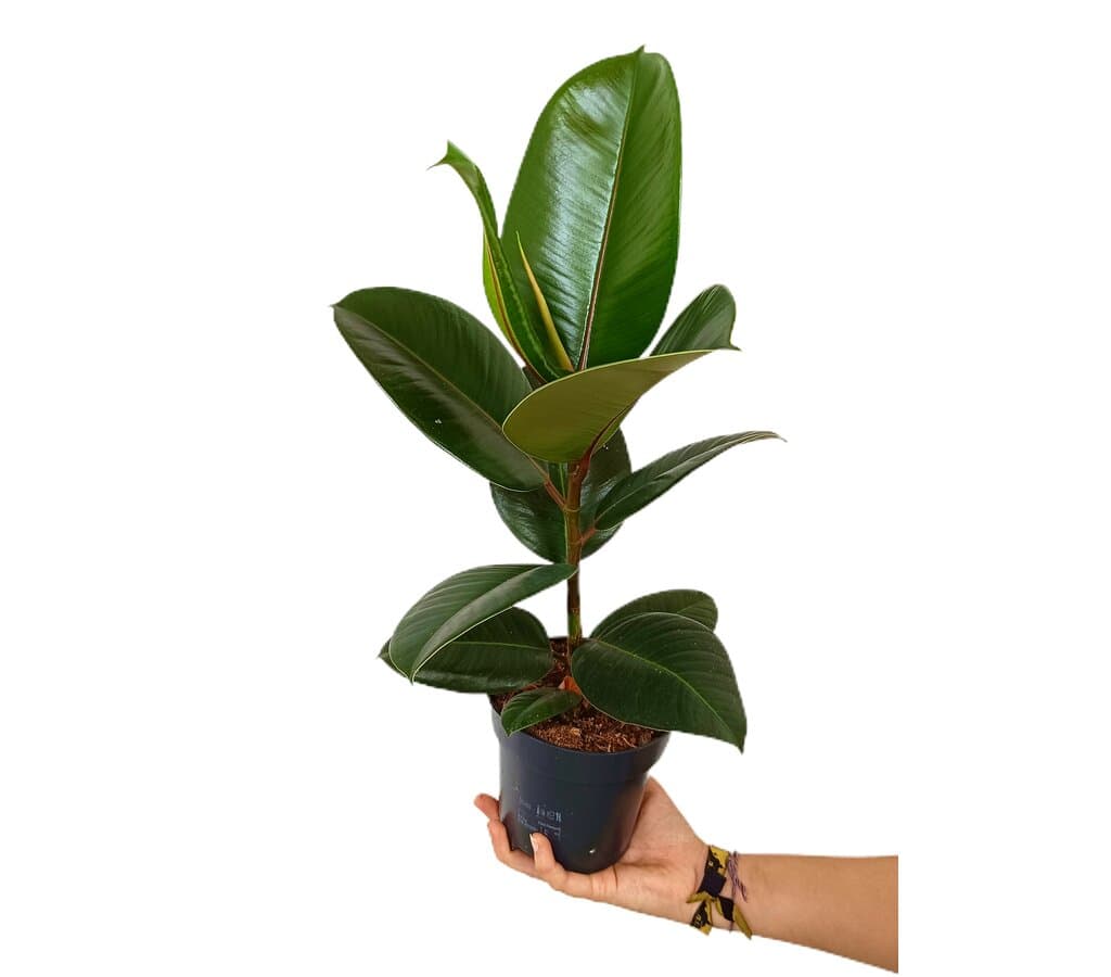 Ficus Elastica Robusta M14 50cm_0