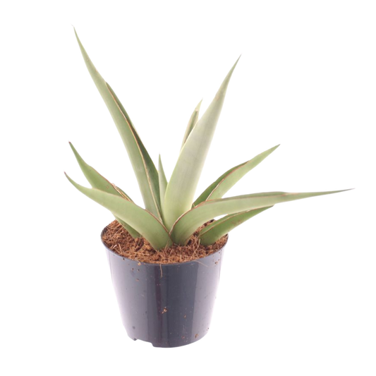 Planta Natural Sansevieria 'lotus' 1 Ud Ø 8.5 Alt. 15_0