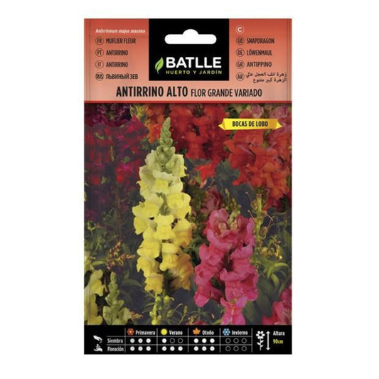 Sementes altas de antirrhinum com flores grandes
