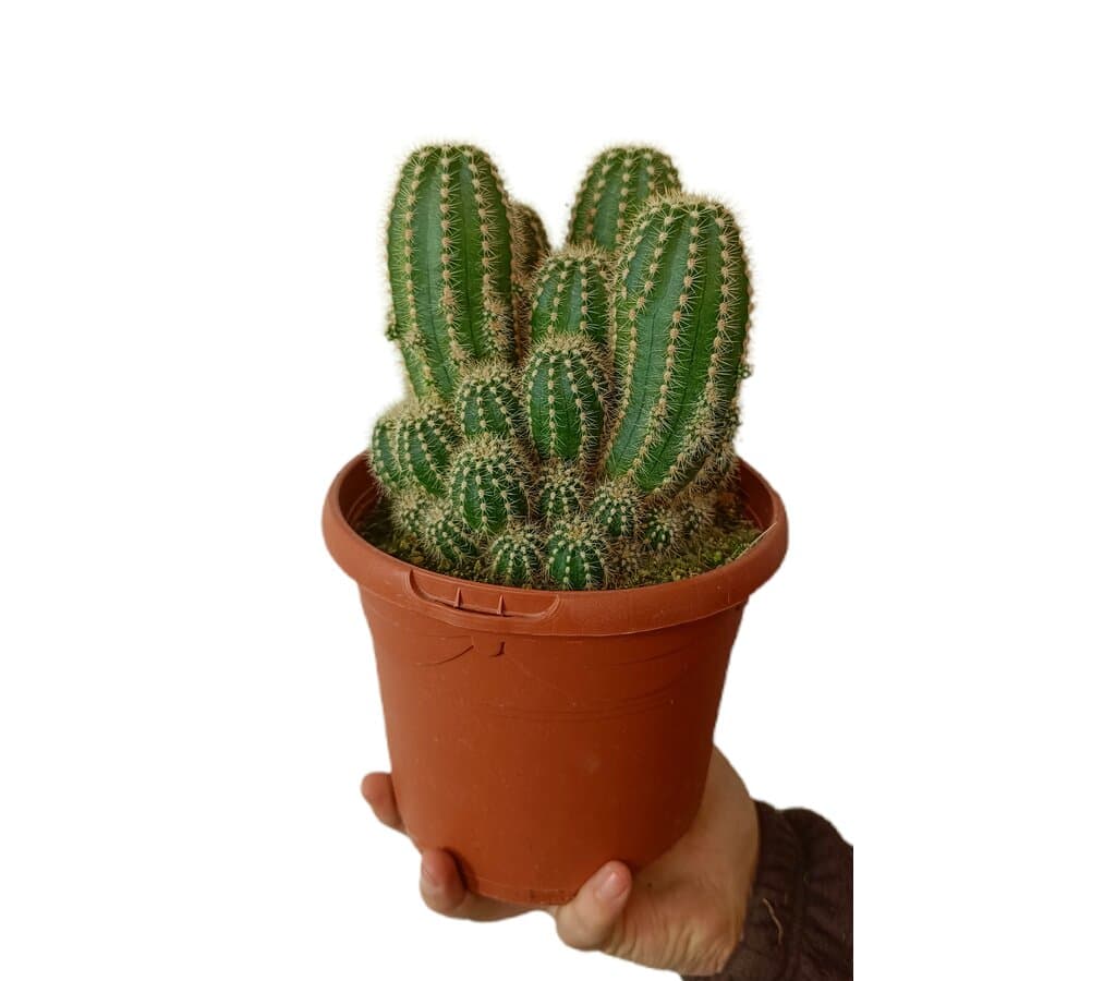 Cactus Trichocereus Huascha M17_0