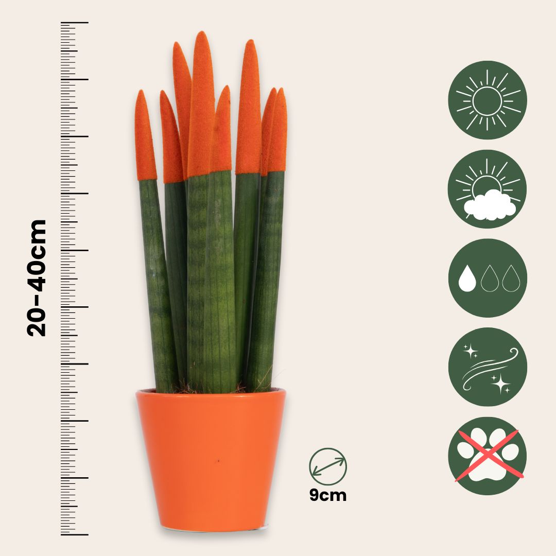 Lengua De Suegra Cilíndrica - Sansevieria Cylindrica - Altura 20-40cm - ⌀9cm_2