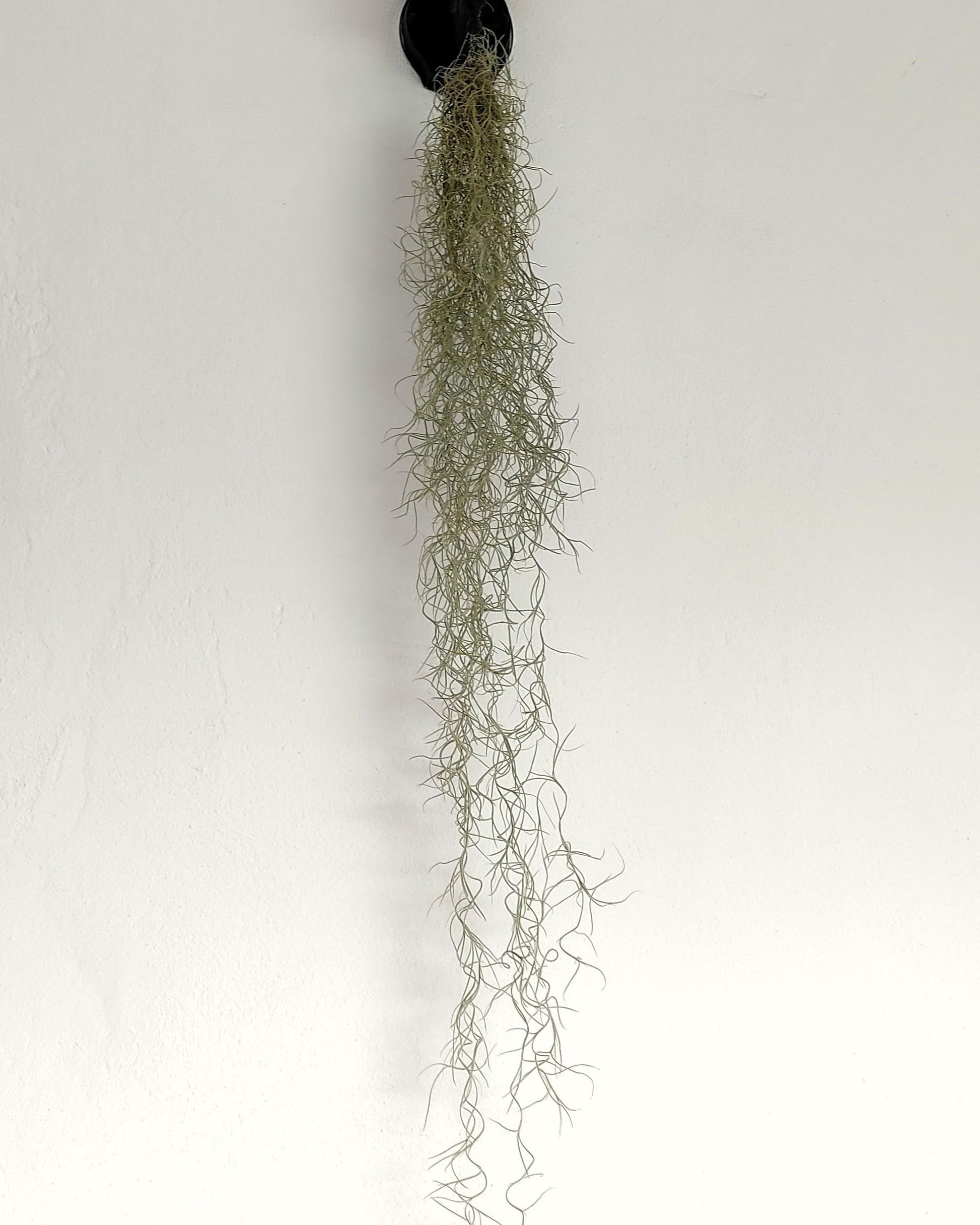 Tillandsia usneoides [XL] (barba de viejo); planta del aire colgante; Curiosarium; longitud 100 cm, diámetro 15 cm_4