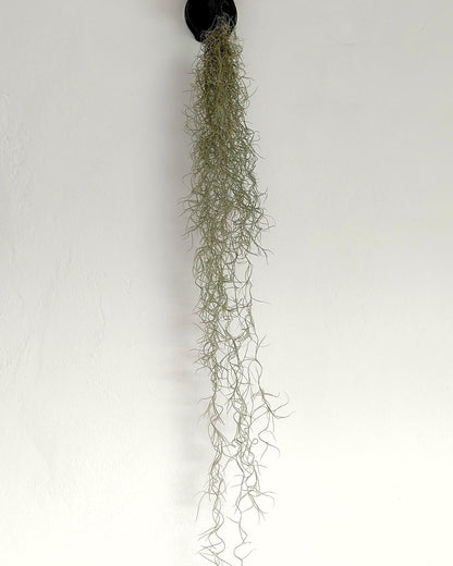 Tillandsia usneoides [XL] (barba de viejo); planta del aire colgante; Curiosarium; longitud 100 cm, diámetro 15 cm_4