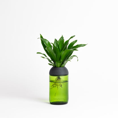 Macetero Transparente Citysens Con Soporte De Ébano – Verde, Vidrio Reutilizado Y Biofilamento De Madera 3d_0