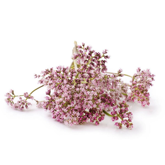 Muda de valeriana em vaso de 11 cm