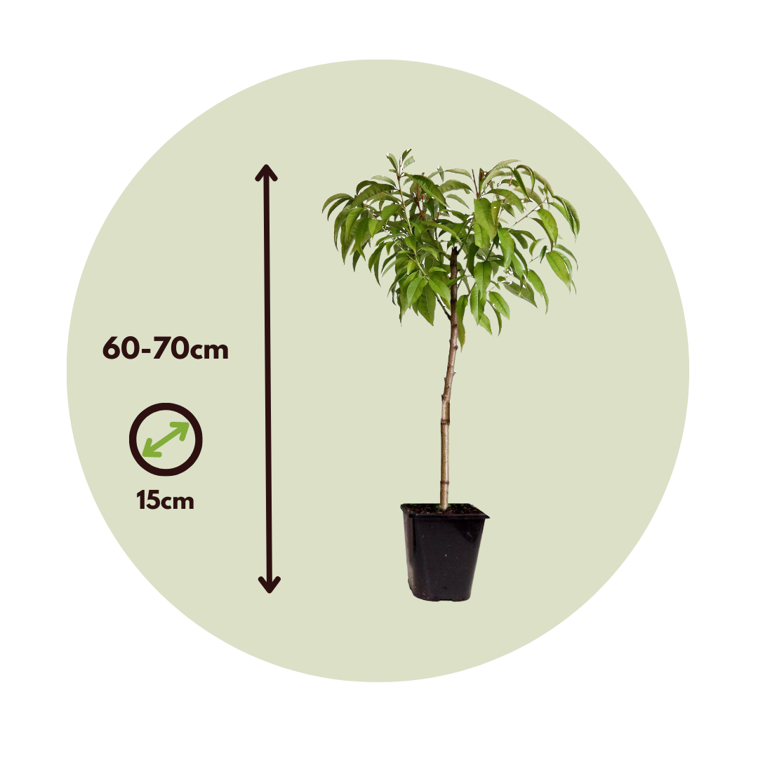 Melocotonero - 2 Pzs - Prunus Bonanza Saturne - Altura 60-70cm - ⌀15cm_2