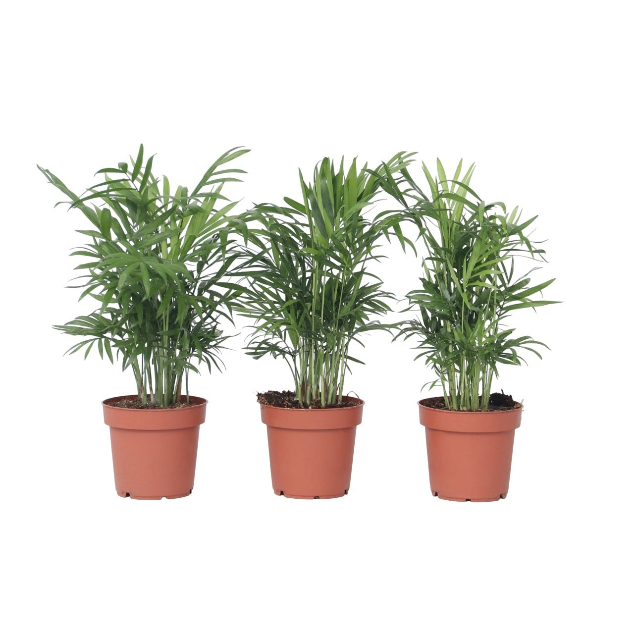 Pacaya - Palmera De Salón - 3 Pzs - Chamaedorea Elegans - Altura 30-40cm - ⌀12cm_0