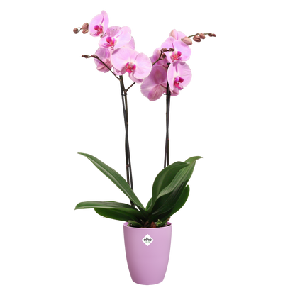 Vaso de orquídeas Brussels High Elho Vivid Violet