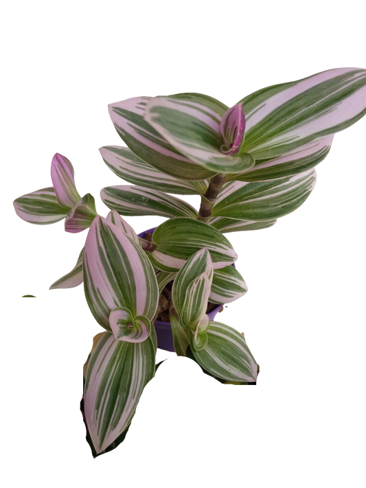 Tradescantia Nanouk Ø7 Planta De Interior Colgante_0