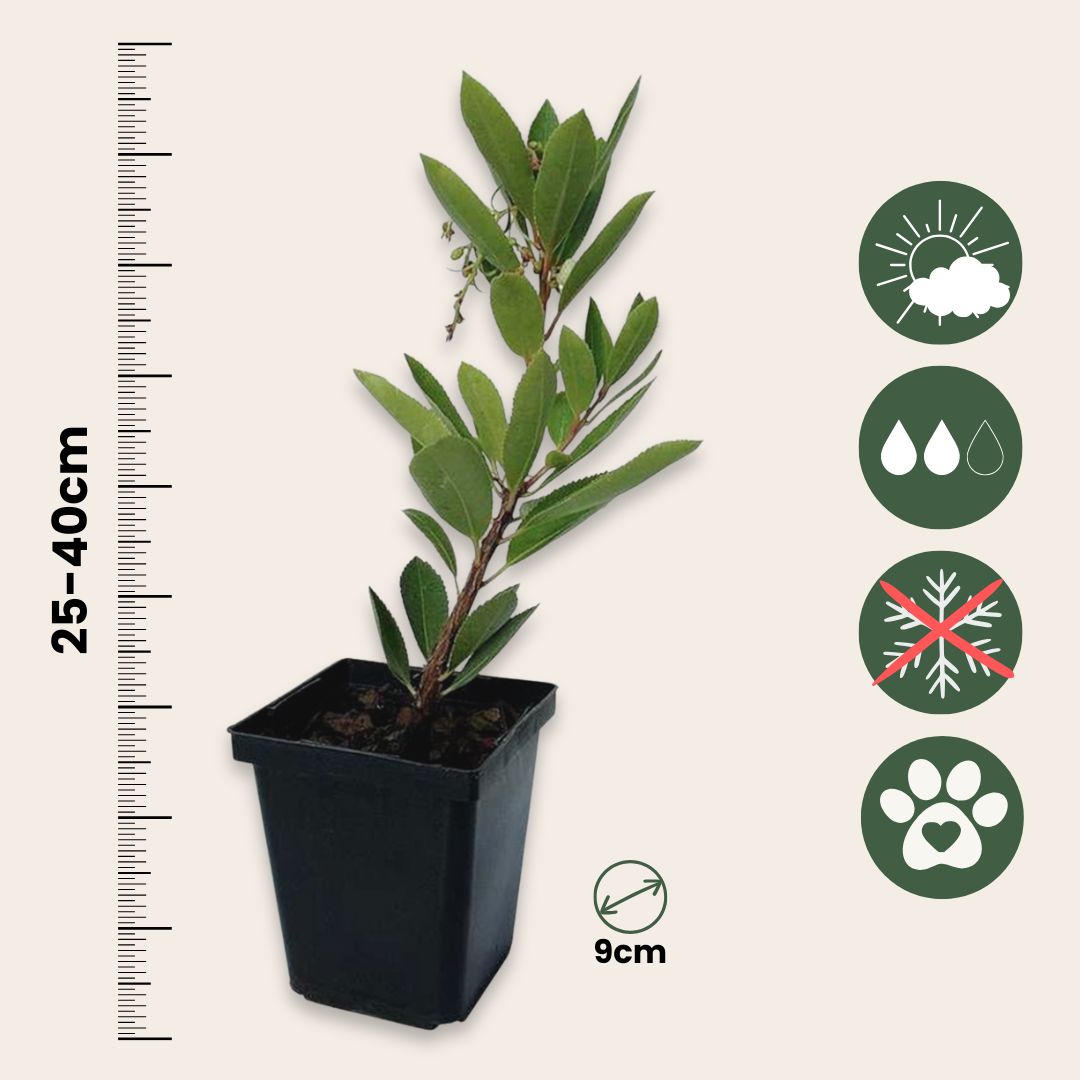 Madroño - 3 Pzs - Arbutus 'unedo' - Altura 25-40cm - ⌀9cm_2