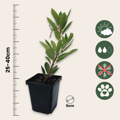 Madroño - 3 Pzs - Arbutus 'unedo' - Altura 25-40cm - ⌀9cm_2