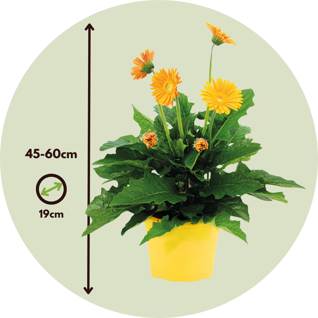 Gerbera Garvinea - Amarilla - Altura 45-60cm - ⌀19cm_2