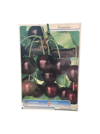Frutal Cerezo Picota Cepellón 140 cm_1