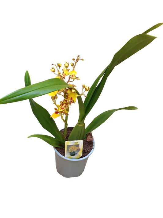 Orquidea Oncidium Planta Natural Ø10_0