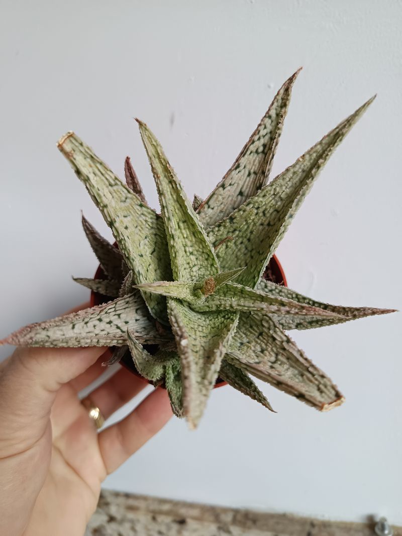 Aloe Silver Planta Suculenta Ø8_0