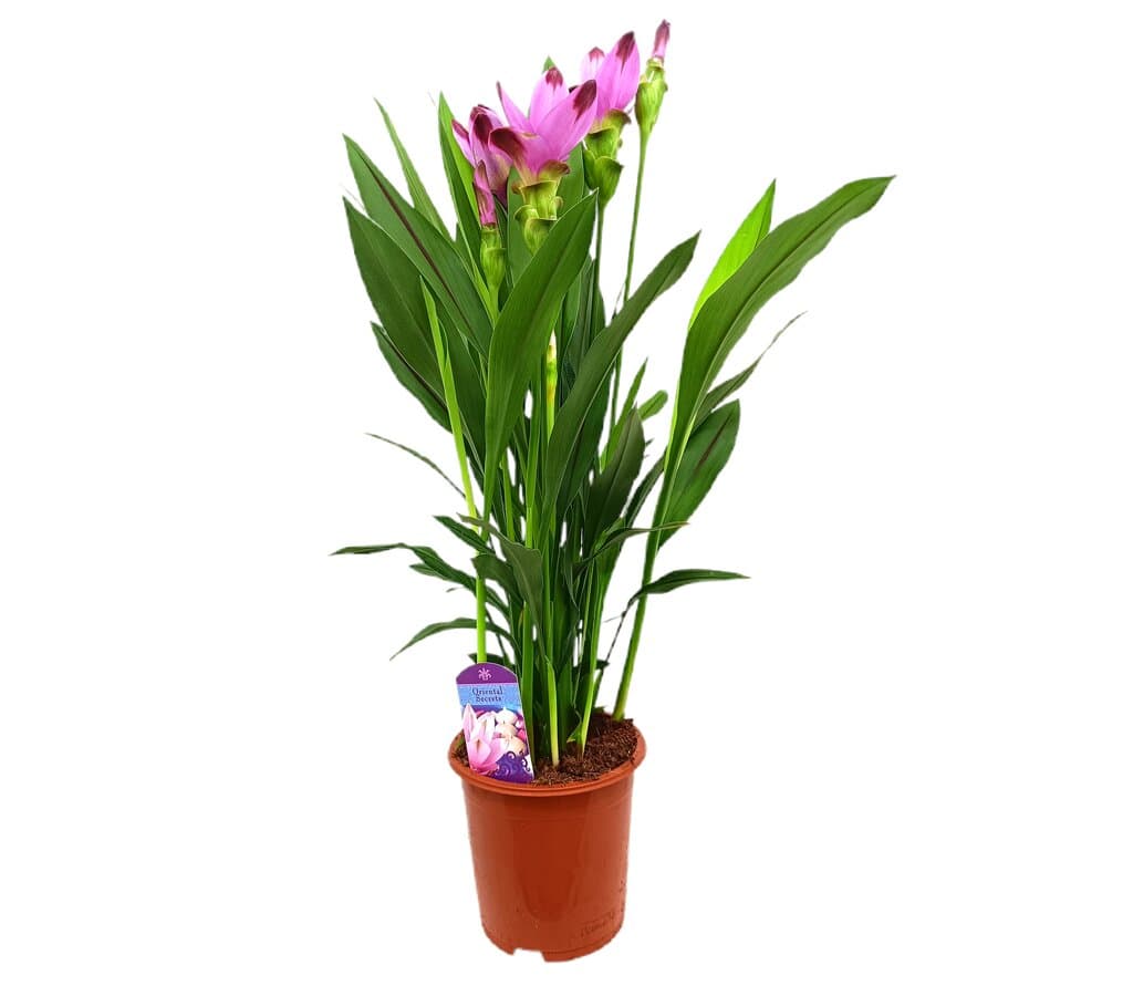 Curcuma Siam Splash M17 70cm_0