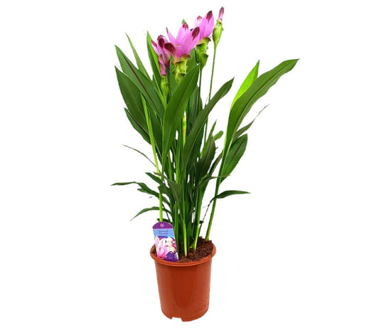 Curcuma Siam Splash M17 70cm_0