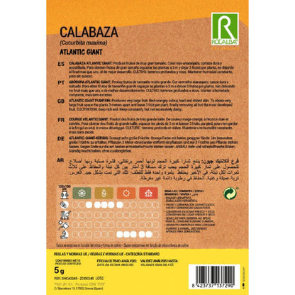 Sementes de abóbora gigantes do Atlântico