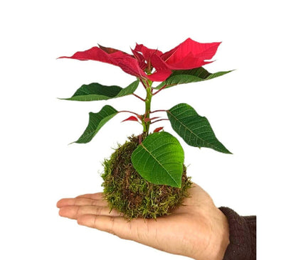 Kokedama De Pascua 20cm_0