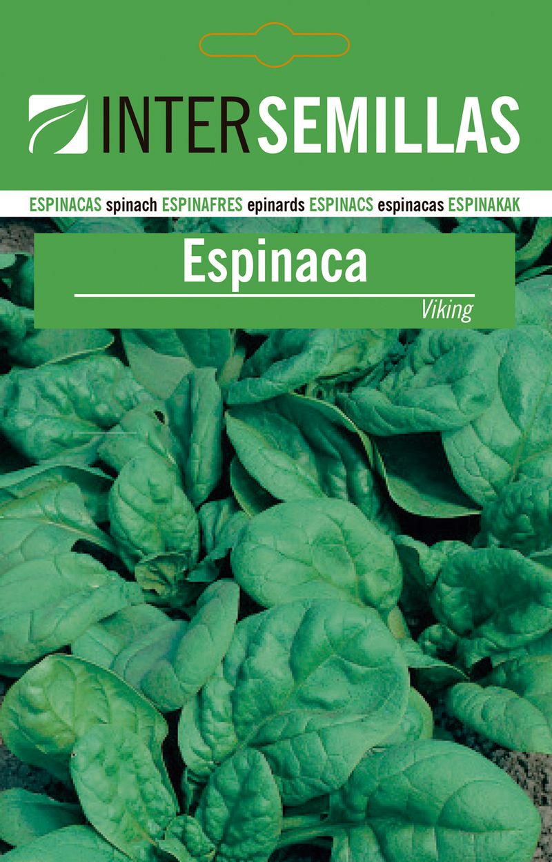 Sobre De Semillas Espinaca Viking_0