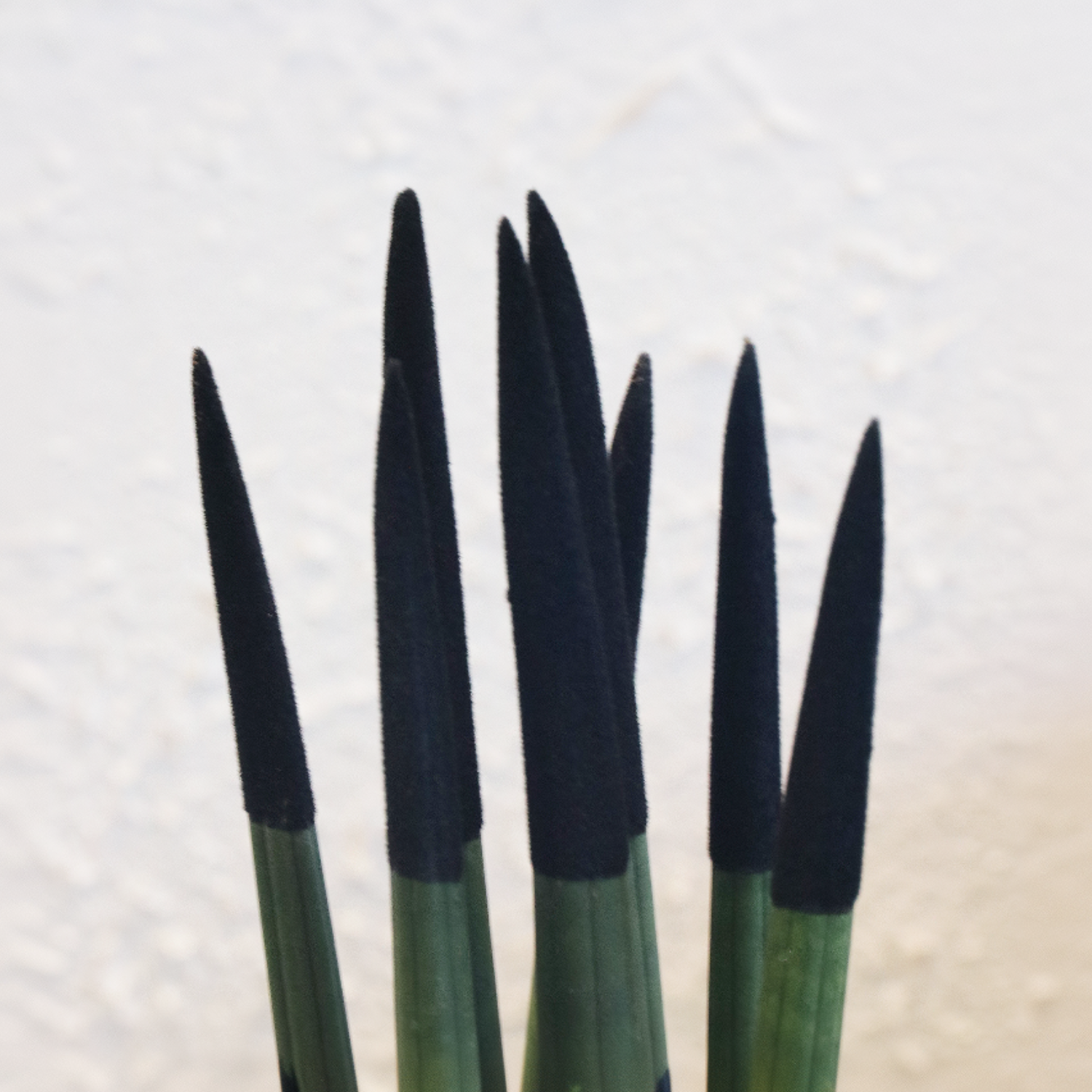 Lengua De Suegra Cilíndrica - Sansevieria Cylindrica - Altura 20-40cm - ⌀9cm_3