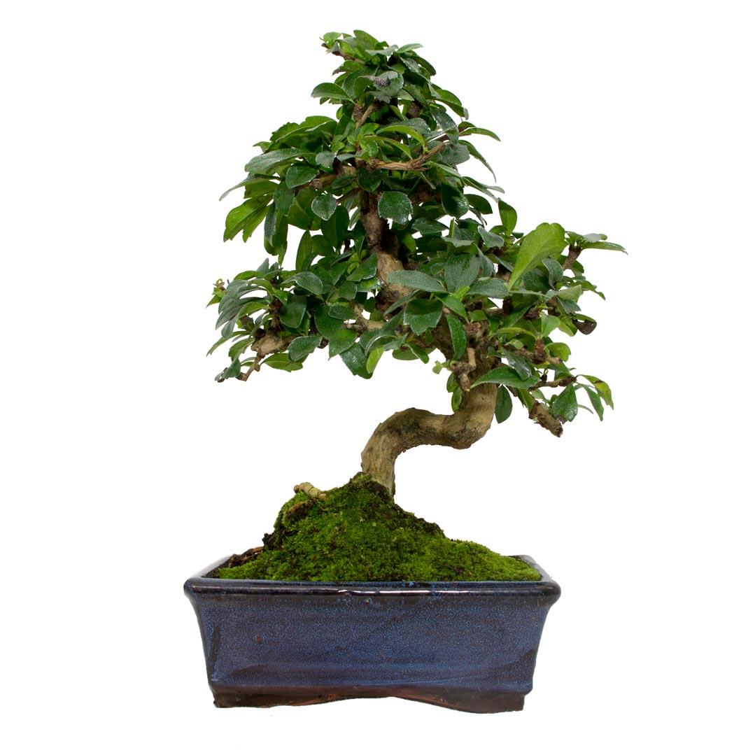 Bonsai Carmona microphylla 8 anos